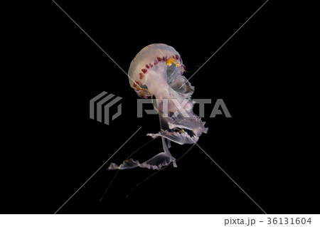 jellyfish isolated  black background  illuminated  36131604