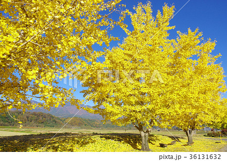 渡場の紅葉したイチョウ 渡場の紅葉したイチョウ 36131632