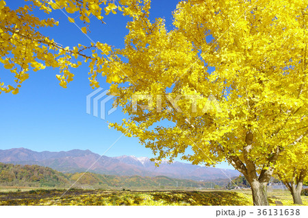 渡場の紅葉したイチョウ 渡場の紅葉したイチョウ 36131638