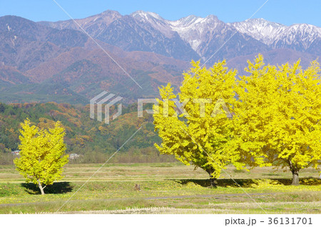 渡場の紅葉したイチョウ 渡場の紅葉したイチョウ 36131701