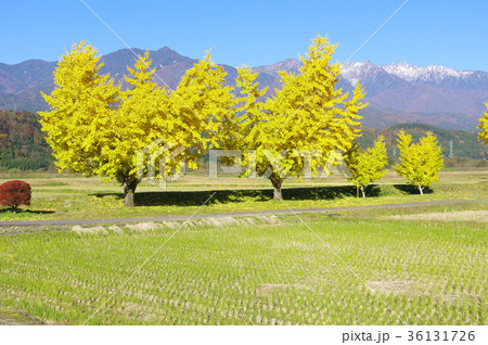 渡場の紅葉したイチョウ 渡場の紅葉したイチョウ 36131726