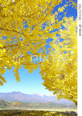 渡場の紅葉したイチョウ 36131793