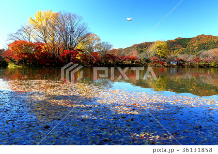 秋色の風景 36131858