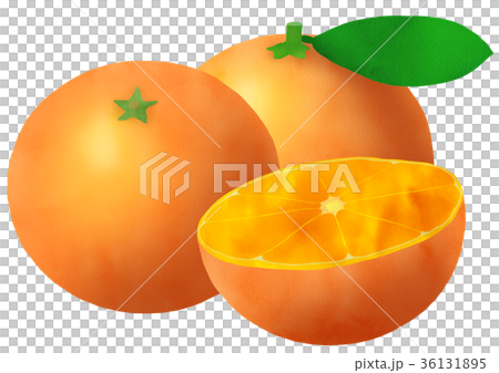 みかん3つのイラスト素材 [36131895] - PIXTA