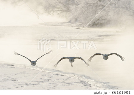 早朝にねぐらから飛び立つ丹頂（北海道） 36131901