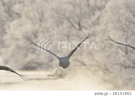 早朝にねぐらから飛び立つ丹頂(北海道) 早朝にねぐらから飛び立つ丹頂(北海道) 36131902