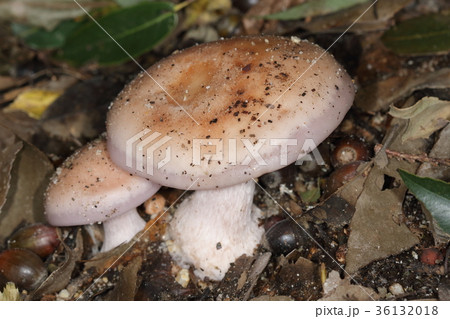 自然　茸　ムラサキシメジ、これが現れるとそろそろ茸の季節も終わりとか・・・ 36132018