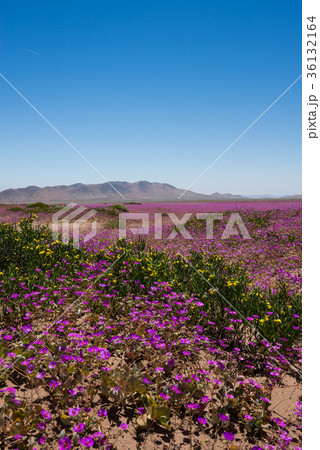 アタカマ花園 36132164