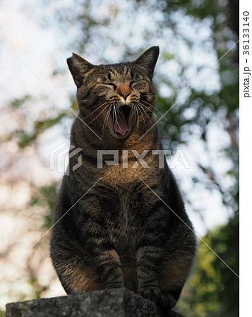 あくびをするキジトラ猫の写真素材 36133140 Pixta
