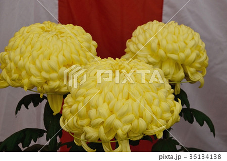 大菊 36134138