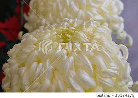 大菊 36134279
