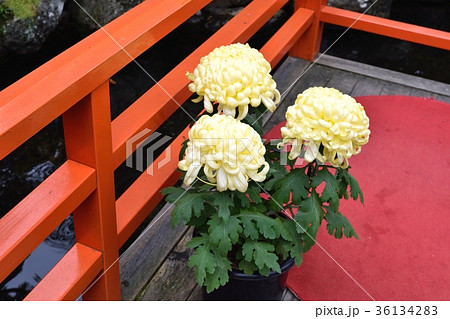 菊 菊 36134283