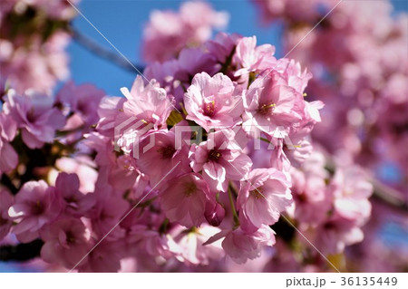 桜 36135449