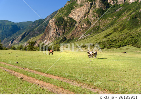 Horses grazing on the green meadow in Valley  36135911