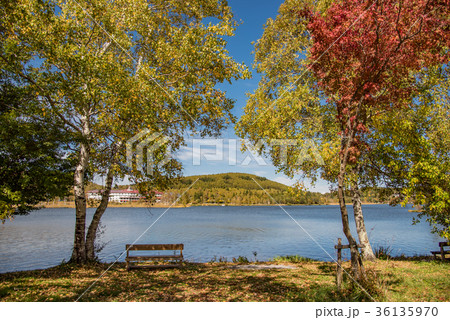 紅葉の白樺湖 湖畔の遊歩道 木のベンチ 紅葉の白樺湖 湖畔の遊歩道 木のベンチ 36135970