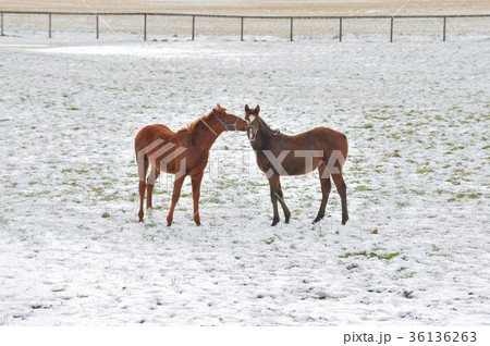サラブレッド　雪原のサラブレッド 36136263