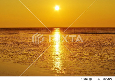 福岡県柳川市の秋 11月 有明海の夕陽 干潮時の干潟とその生息生物 海苔養殖の風景の写真素材