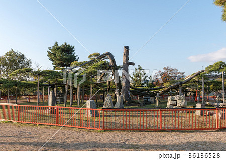 唐崎の松 唐崎の松 36136528