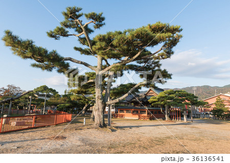 唐崎神社 唐崎神社 36136541