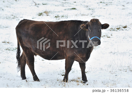 黒毛和牛 黒毛和牛 36136558