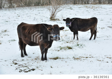 黒毛和牛 36136561