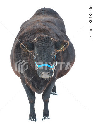 黒毛和牛 36136566