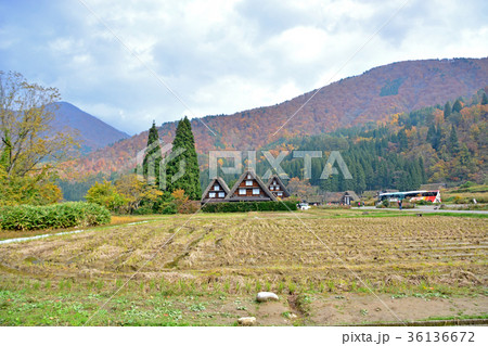 白川郷合掌造り 36136672