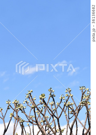 ミツマタの蕾（11月） 36136682