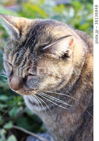 尾道の猫 36136848