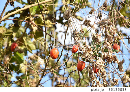 カラスウリ(烏瓜) カラスウリ(烏瓜) 36136853