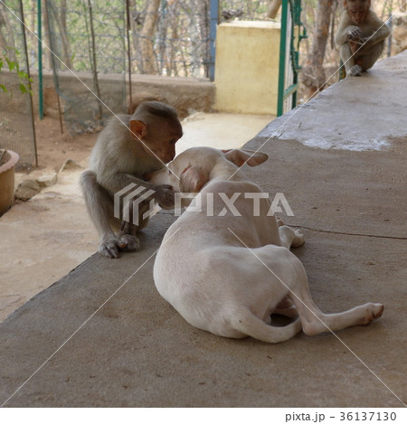 犬猿の仲って何?(南インド・アルナーチャラ山中にて) 犬猿の仲って何?(南インド・アルナーチャラ山中にて) 36137130