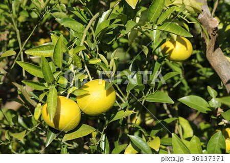 ナツミカン 36137371