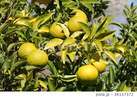 ナツミカン ナツミカン 36137372