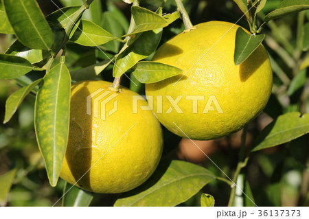 ナツミカン 36137373