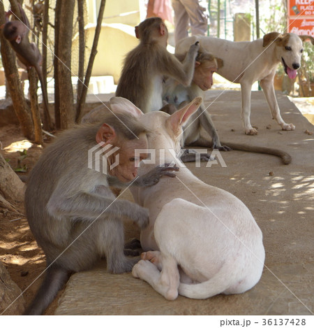 犬猿の仲って何 南インド アルナーチャラ山中にて の写真素材