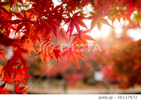 Red Maple leaves in corridor garden Red Maple leaves in corridor garden 36137672