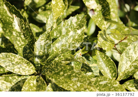 フイリアオキ フイリアオキ 36137792