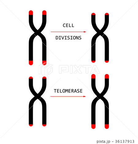 telomere end of chromosome telomere end of chromosome 36137913