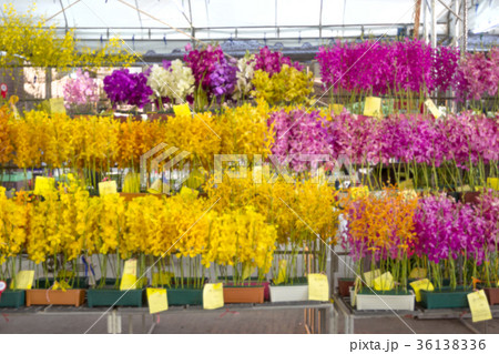 Out of focus,various orchids blur background 36138336
