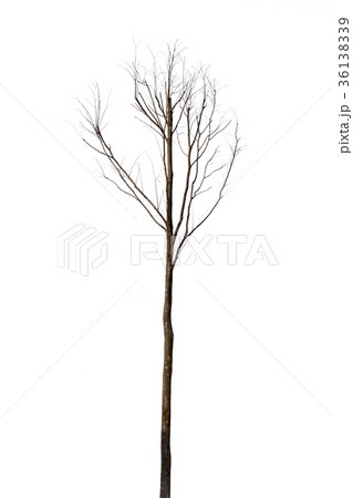 dry tree isolated on white background dry tree isolated on white background 36138339