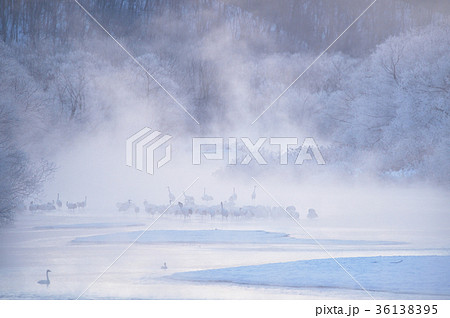 日の出前のタンチョウのねぐら（北海道） 36138395