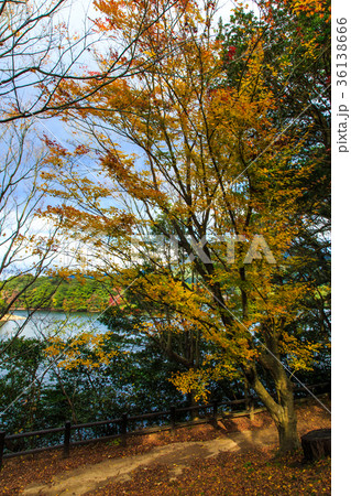 野岳湖の紅葉 長崎県大村市 野岳湖の紅葉 長崎県大村市 36138666