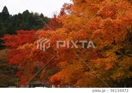 紅葉 紅葉 36138972