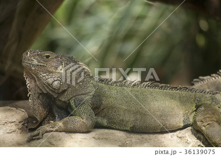 Green iguana or Common iguana  36139075