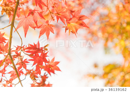 紅葉 もみじ 紅葉 もみじ 36139162