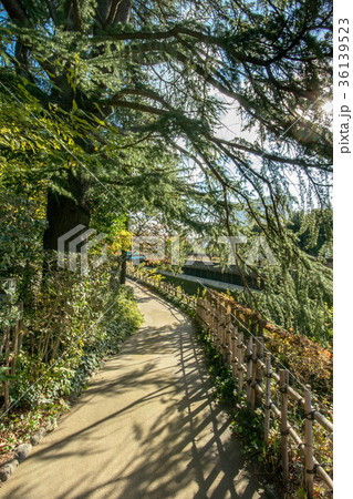 哲学堂公園 36139523