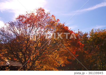 モミジ湖　紅葉 36139945