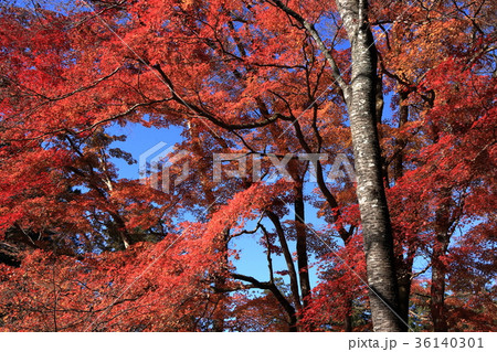 秋の西山荘 観月山周辺の紅葉 秋の西山荘 観月山周辺の紅葉 36140301