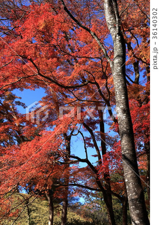 秋の西山荘　観月山周辺の紅葉 36140302