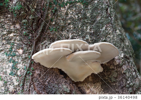 さるのこしかけ さるのこしかけ 36140498